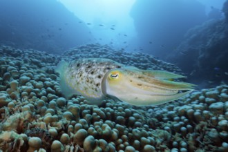 Broad-bodied cuttlefish, Sepia latimanus, Great Barrier Reef, Australia, Oceania