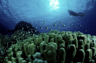 Diver and stony coral reef, Egypt, Zabargad, Zabarghad, Red Sea, Africa
