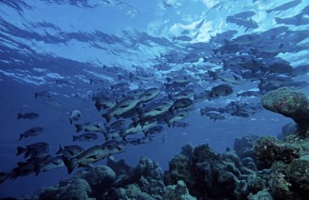 Black snapper, Macolor niger, Maldives, Indian Ocean, Ari Atoll, Asia