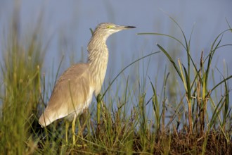 Squacco heron, heron, animals, birds, biotope, foraging, (Ardeola ralloides), Lesbos, Greece,