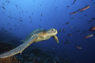 Green turtle, Chelonia mydas, Wolf Island, Galapagos, Ecuador, South America