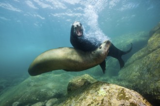California sea lions, Zalophus californianus, Cabo Pulmo National Park, Baja California Sur,