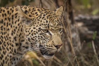 Side profile of a Leopard in the Sabi Sands, South Africa, Africa