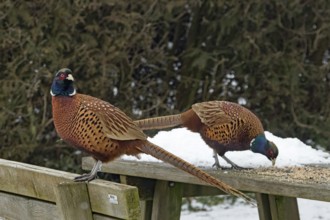 Pheasant (Phasianus colchicus)