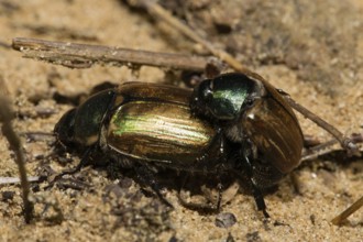 July beetle (Anomala dubia)