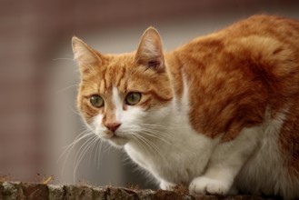 Domestic cat (Felis silvestris catus)