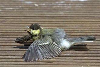 Great tit - young bird sunbathing on the terrace (Parus major)