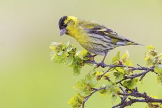 Siskin, (Carduelis spinu), animals, birds, siskin, subfamily of goldfinches, Varanger Bird Park,