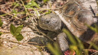 Large Tortoise Looking for Plants to Eat