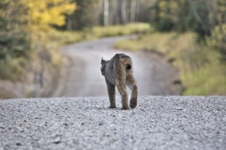 Rocky Mountain Lynx Alberta Canada Close young