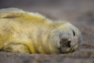 Grey seal baby lies sleeping on the beach of Heligoland