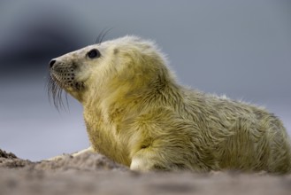 Side view of a grey seal a few hours old on the beach of Heligoland
