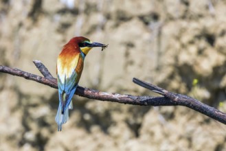 European Bee Eater (Merops Apiaster)