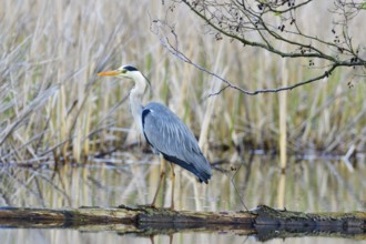Grey heron waiting for prey. Grey heron fishing