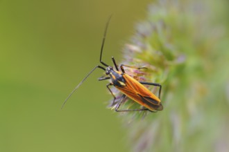 Meadow plant bug (Leptopterna dolabrata) ? Miridae (soft bugs), one male. Meadow plant bug