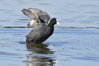 Eurasian coot in Upper Lusatia, Black coot, Fulica atra, Eurasian coot
