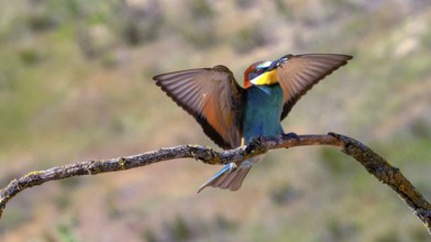 Bee-eater, Merops apiaster, Mediterranean Forest, Castilla y Leon, Spain, Europe