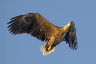 White-tailed eagle (Haliaeetus albicilla), Norway, Lofoten Islands, Europe