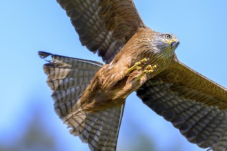 The black kite (Milvus migrans) flies energetically and concentrated against the clear blue sky,