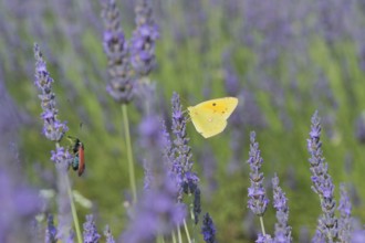 Common brimstone butterfly on Lavender flowers
