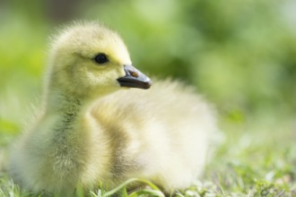 Little baby Canada goose