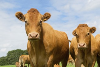 Typical Limousin cows in the French pastures