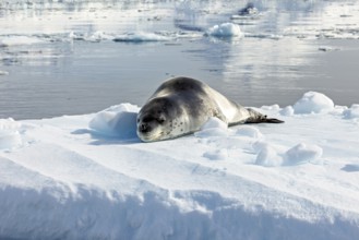 A seal rests on an ice floe in still Arctic waters surrounded by snow, leopard seal (Hydrurga