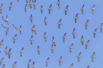 Flying flock of Common Crane (Grus grus) in flight blue skies, migration