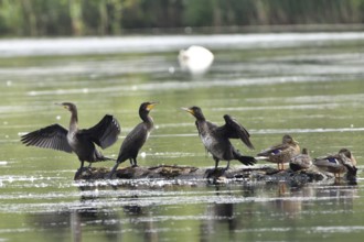Cormorants in the Upper Lusatian pond area, Phalacrocorax carbo, Great Cormorant