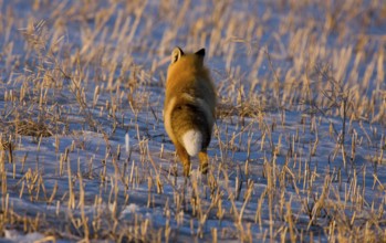 Fox on the Run in winter rural prairie