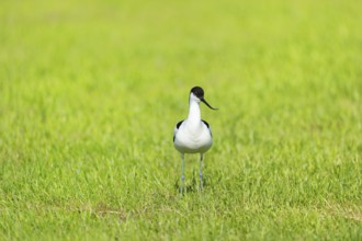 Pied Avocet standing in grass