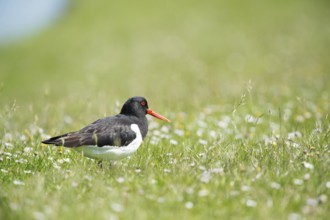 Eurasian oystercatcher in grass near the water