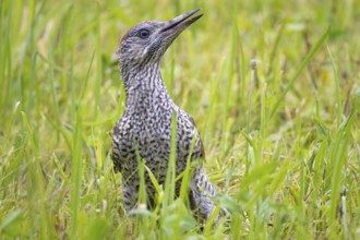 Green woodpecker, Picus viridis, young bird, juvenile sitting in the grass