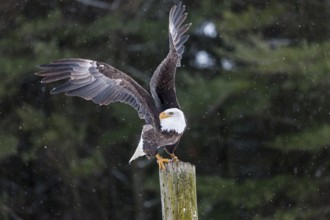 A North American bald eagle (Haliaeetus leucocephalus) at a bird of prey nature reserve