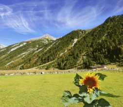 Headwaters Krimml waterfalls. The sunflower grows in a well-groomed field. The Austrian Alps