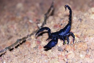 Asian forest scorpion (Heterometrus spinifer) blue-black (metallic blue). giant 10 cm scorpion