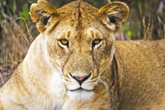 Lion in the wild in the African savannah. Lion - predator felines
