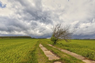Harz landscape Selketal