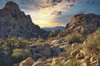 Joshua Tree national park in Californua during sunset. Beauty in nature