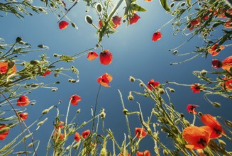 Bottom view of the red poppies and blue sky. Summer poppy field