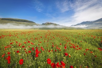 Fioritura at Piano Grande in morning fog, Umbria, Italy, Europe