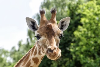Giraffe