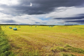 Mown grass folded into a neat stack and packed in special bags of plastic. Rural field after