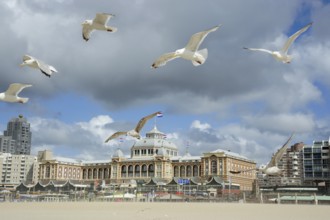 Seagulls on the beach in front of the Steigenberger spa hotel Hotel, Scheveningen, The Hague, Dutch