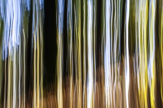 Forest, blurred, abstract, Leoben, Styria, Austria, Europe