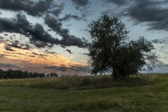 Harz landscape single tree with sunset