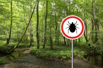Tick insect warning sign in infected forest. Lyme disease and meningitis transmitter