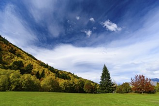 Forest with autumn leaves in Arrowtown, New Zealand, Oceania