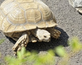 The creeping turtle in nature