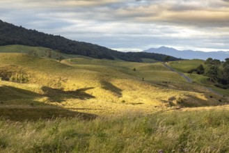 An image of a typical rural landscape in New Zealand